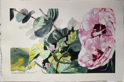 Pink Poppies